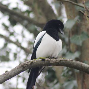 Magpie in a tree
