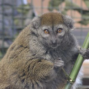 Lemur