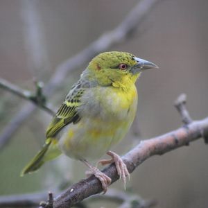 Bird in Dik Dik Exhibit