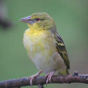 Bird in Dik Dik Exhibit