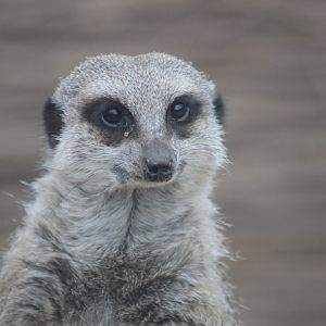 Meerkat