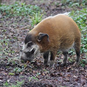 Red River Hog