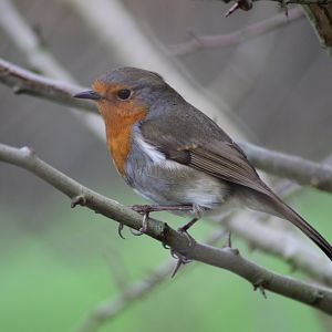 Robin in the Lemur Exhibit