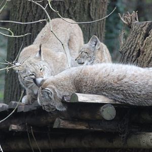 Mother Lynx washing her babies