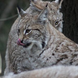 Lynx