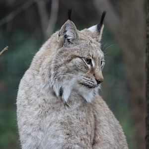 Lynx