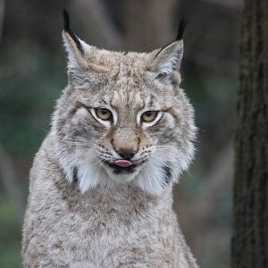 Lynx
