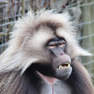 Gelada
