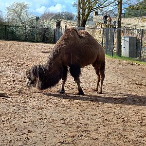 Bactrian Camel