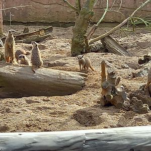 Meerkats