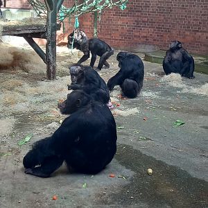 Chimpanzees