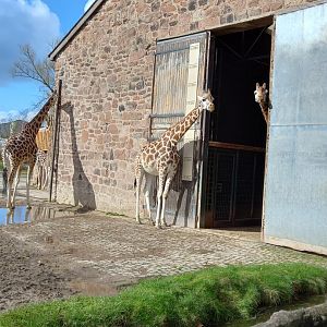 Giraffes