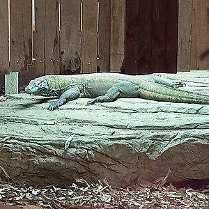 Komodo Dragon