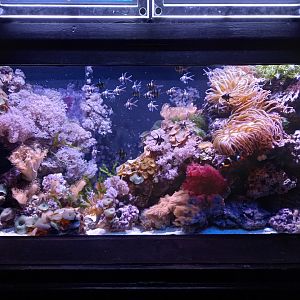 Coral Reef tank