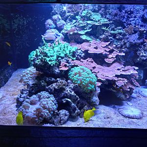 Coral Reef tank