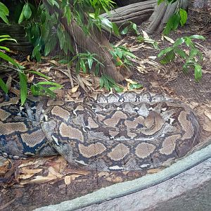 Reticulated Python