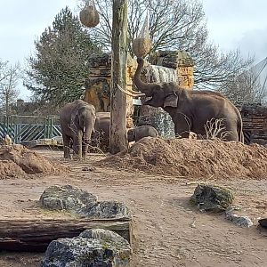 Asian Elephants