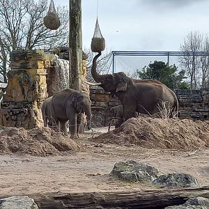 Asian Elephants