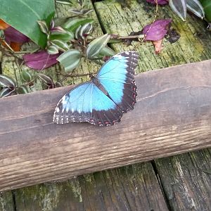 Blue Morpho