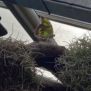 Malachite Butterfly