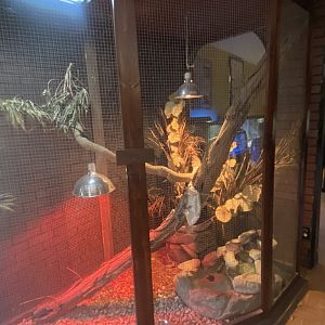 Reptile House - Frill-Necked Lizard Exhibit