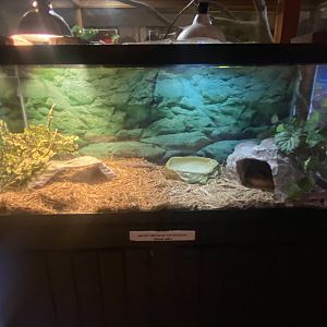 Reptile House - Everglades Rat Snake Terrarium