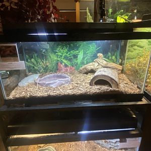 Reptile House - Eastern Corn Snake Terrarium