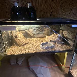 Reptile House - Bearded Dragon Terrarium