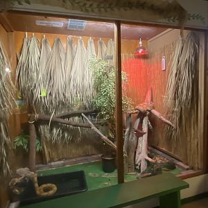 Reptile House - Boa Constrictor Terrarium