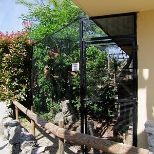 Enclosure Cebus apella