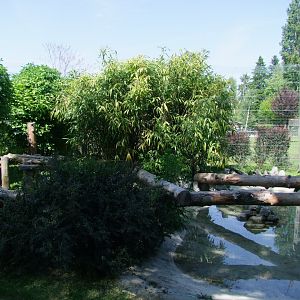 Enclosure Prionailurus viverrinus