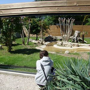 Enclosure Speothos venaticus