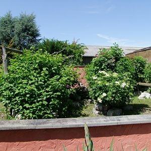 Enclosure Nasua nasua