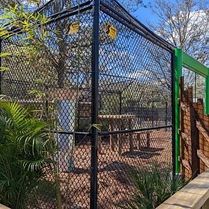 Florida Black Bear from water ride viewing