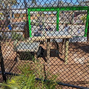 Black bear habitat #1