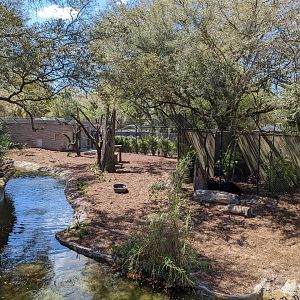 Black bear habitat #2