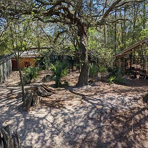 Red wolf habitat #1 from boardwalk