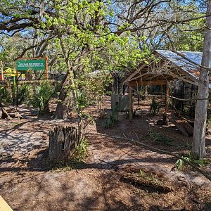 Red wolf habitat #1 from boardwalk