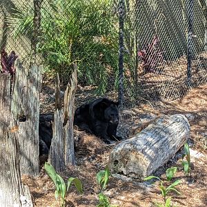 Black bear habitat #2