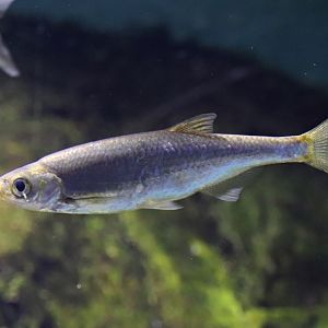 Bleak (Alburnus alburnus) - Baltic Sea Science Center