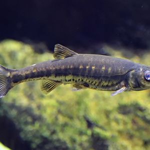 Eurasian minnow (Phoxinus phoxinus) - Baltic Sea Science Center