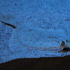 European flounder (Platichthys flesus) - Baltic Sea Science Center