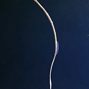 Straightnose pipefish (Nerophis ophidion) - Baltic Sea Science Center