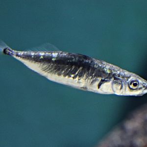 Three-spined stickleback (Gasterosteus aculeatus) - Baltic Sea Science Center