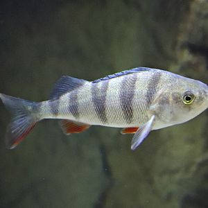 European perch (Perca fluviatilis) - Baltic Sea Science Center