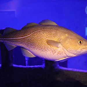 Atlantic cod (Gadus morhua) - Baltic Sea Science Center