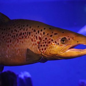 Atlantic salmon (Salmo salar) - Baltic Sea Science Center