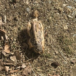 Prairie Dog with severe alopecia