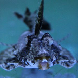 Dactyloptena species ?