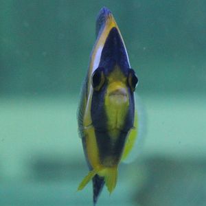 Scribbled angelfish - Chaetodontoplus duboulayi